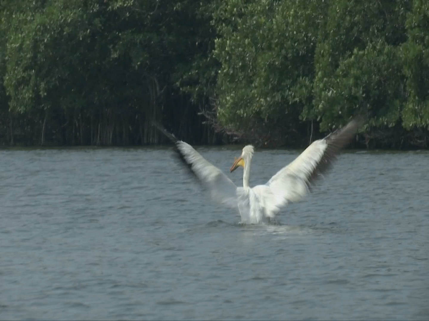 Liberan en La Mancha a pelícano rescatado en Tlacolulan