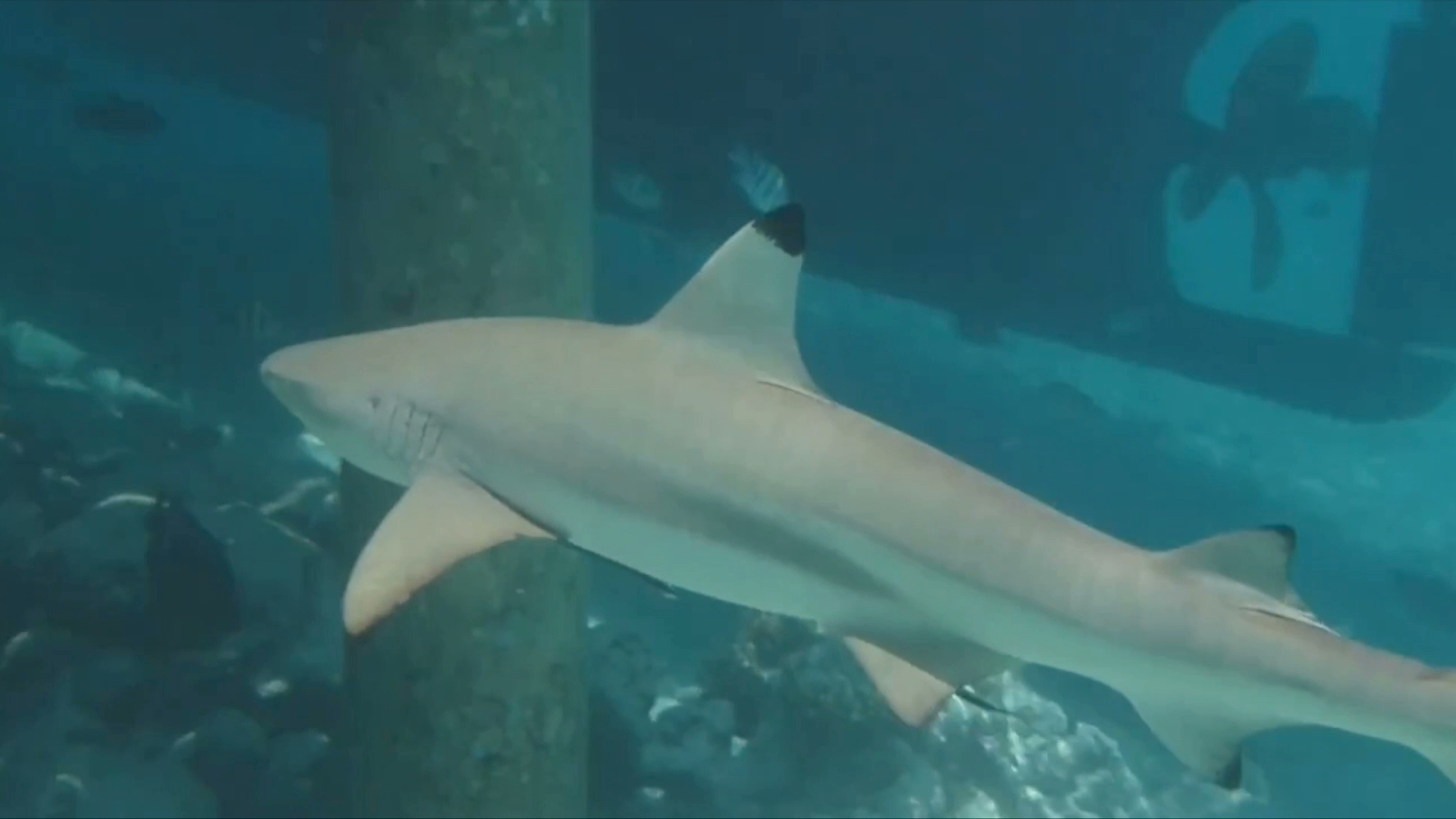 Pérdida de hábitat y cambio climático reducen especies de tiburón en Veracruz