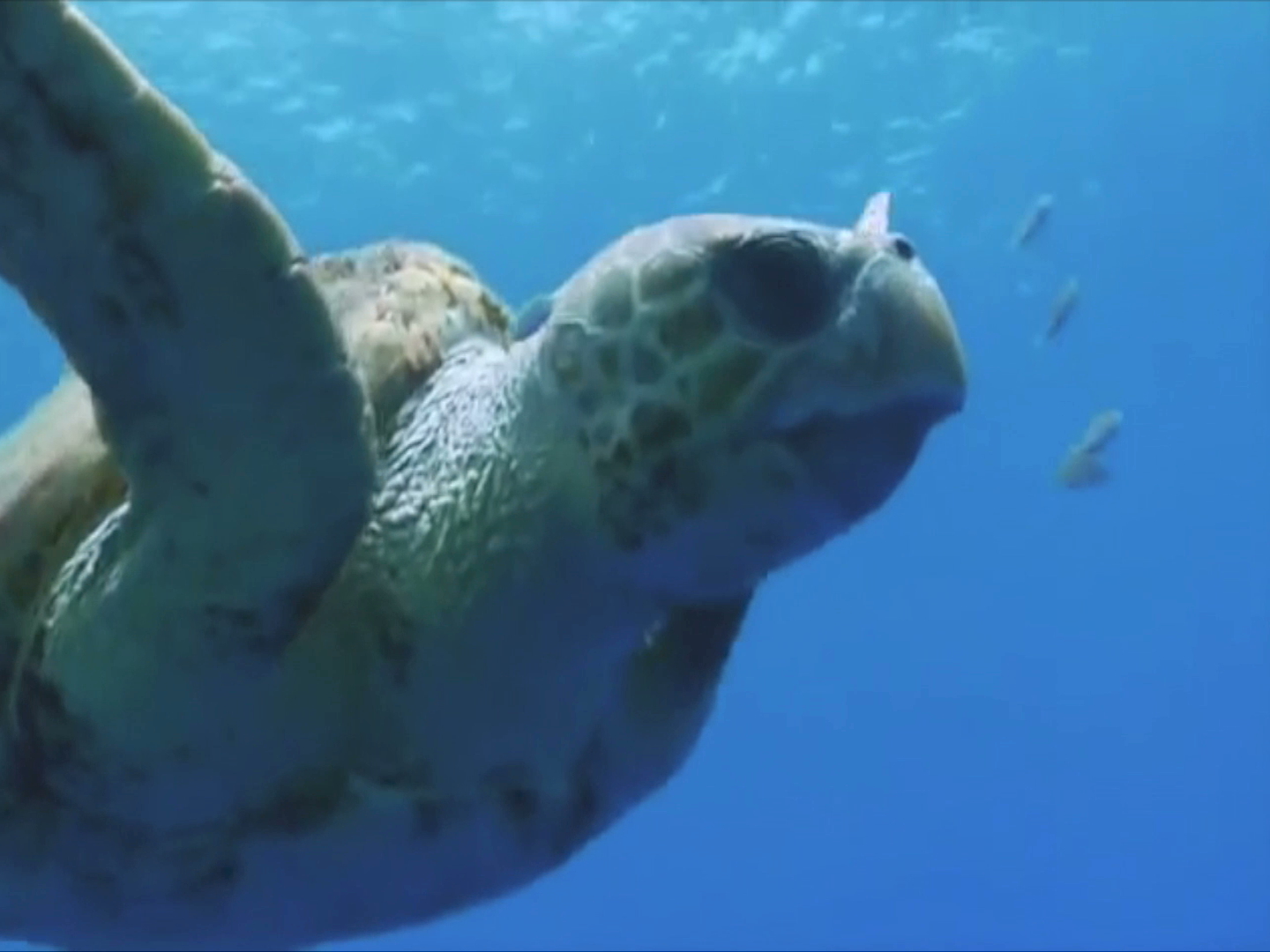 Fomentan cultura de la conservación en el Día Mundial de la Tortuga Marina