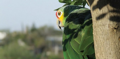 Rehabilitarán el santuario del loro huasteco