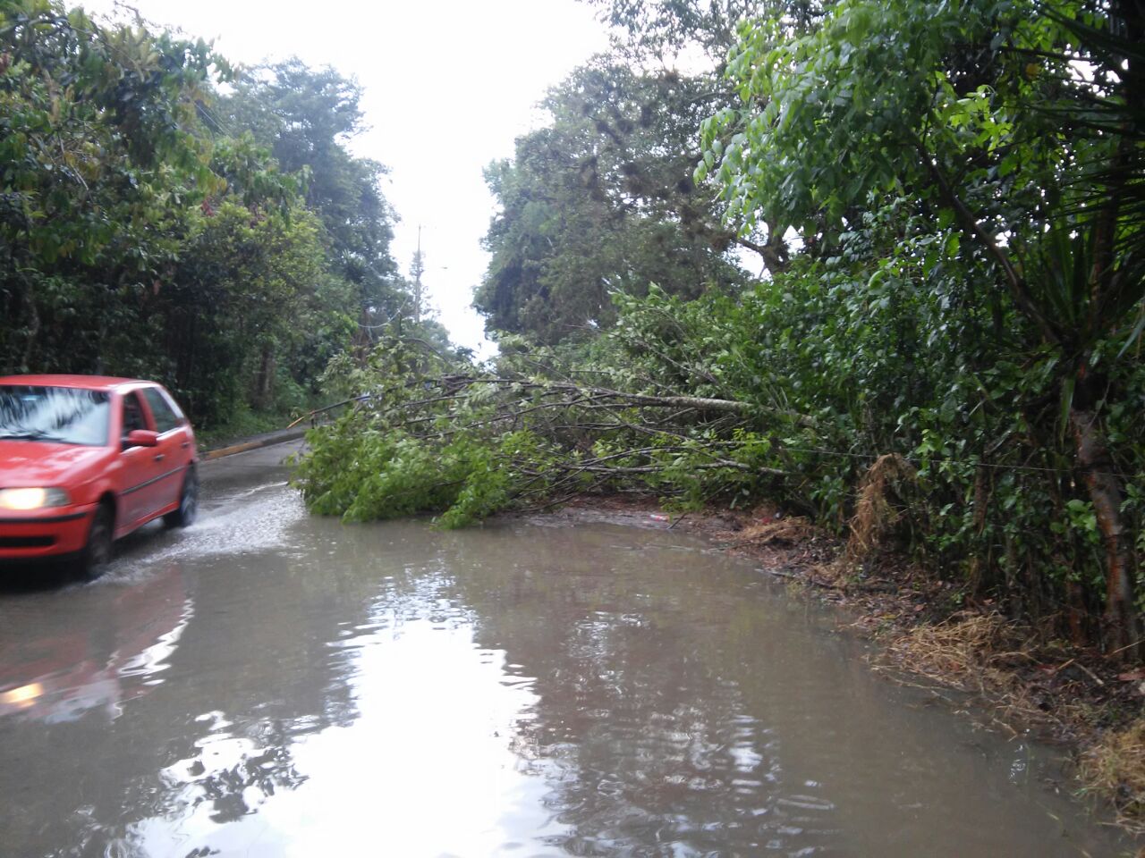 Sin lesionados por caída de ramas en Xalapa durante tormenta