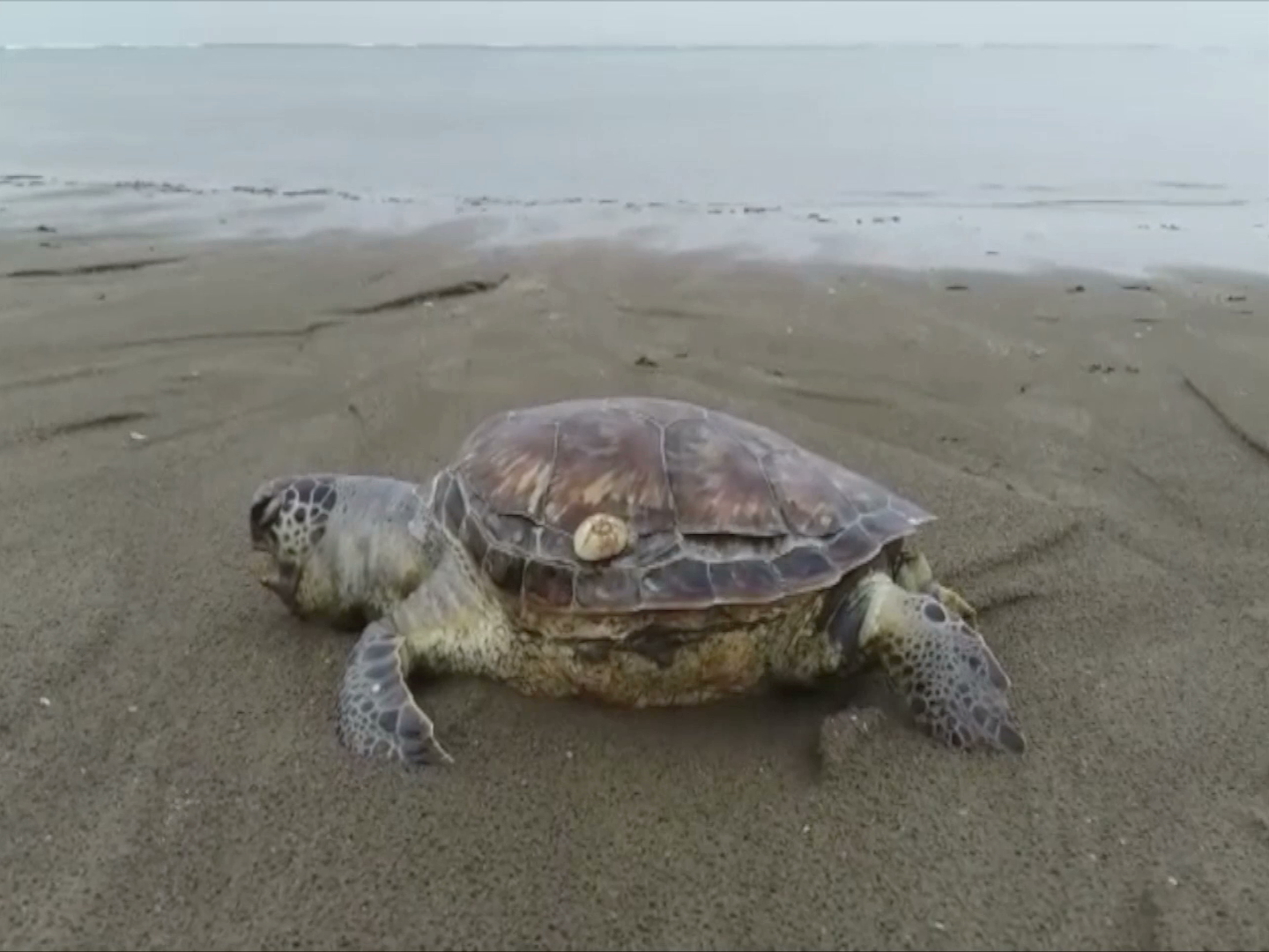 Aparece otra tortuga muerta en playa de Veracruz