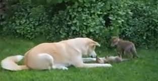 Mueren cachorros de zorro por comer heces de perro en parque El Haya