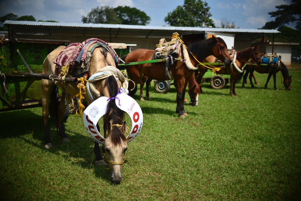 Jubilan a caballos de carretoneros en Xalapa