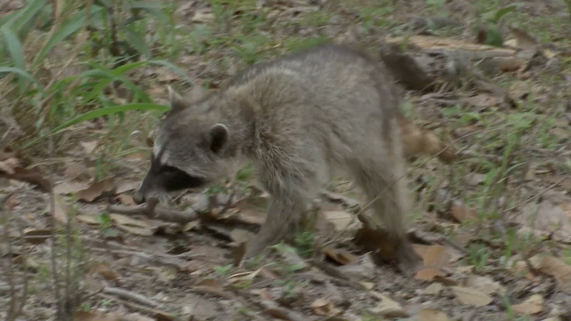 Reincorporan a su hábitat a diferentes especies para conmemorar el Día Mundial del Medio Ambiente