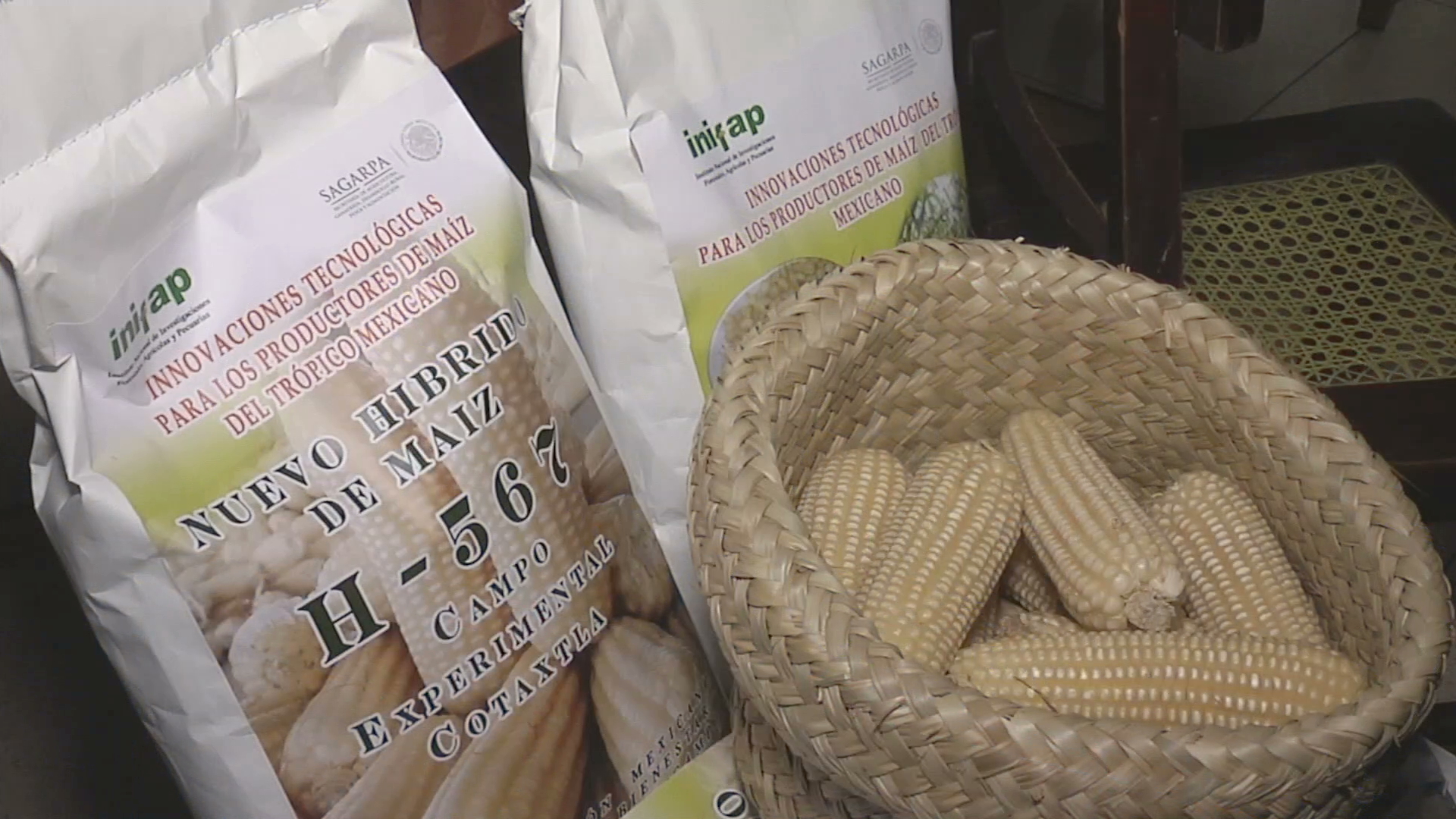 Crean híbrido de maíz que triplicará la producción