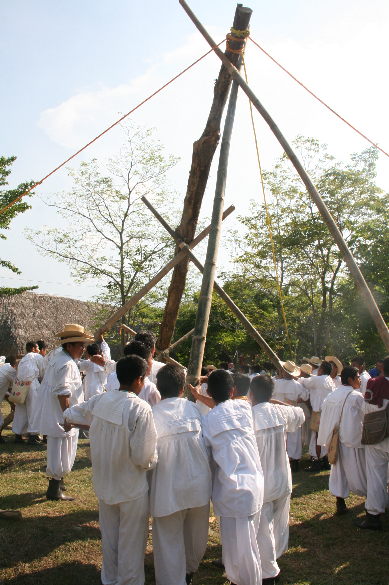 Tendrá Coatepec palo volador en Encuentro Cultural del Orgullo Veracruzano