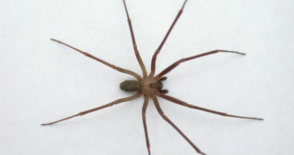 Araña violinista suele aparecer en esta época, alertan expertos