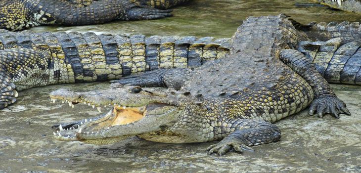 Respalda SEDEMA Unidad de Manejo para conservación de cocodrilos en Gutiérrez Zamora