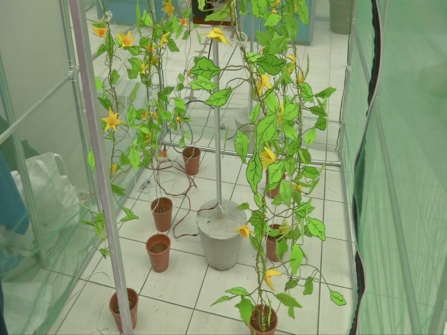 Estudiantes del Tecnológico de Cosamaloapan presentan proyecto para mejorar calidad del tomate
