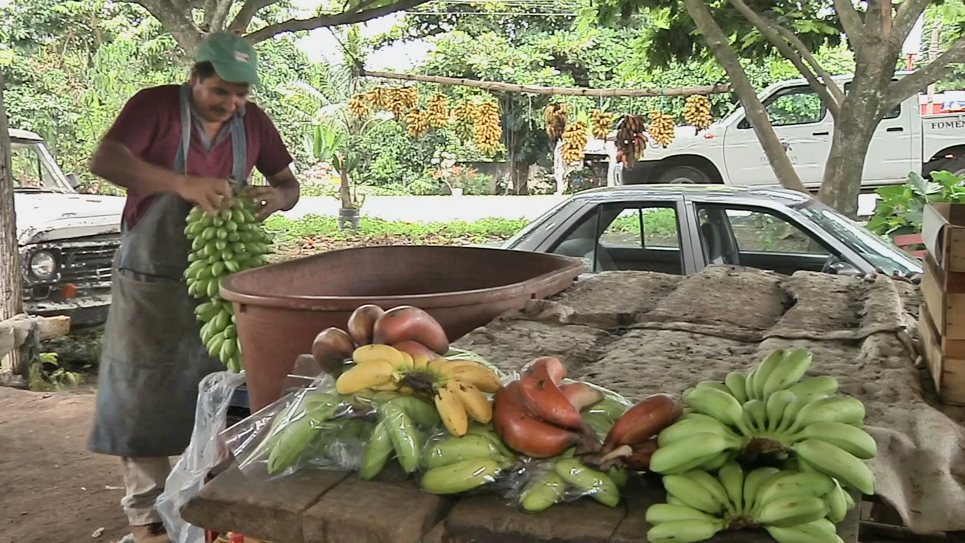 Tlapacoyan, tierra del plátano dominico
