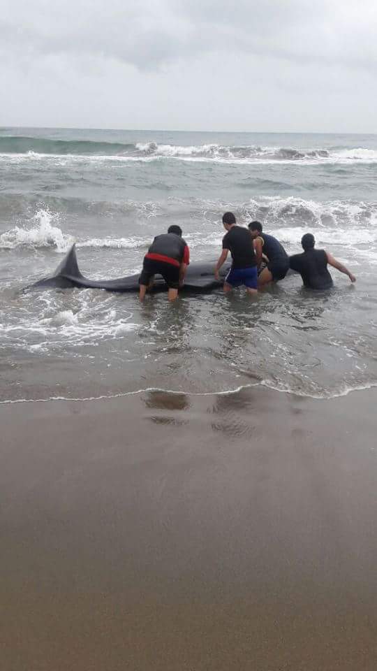Ballena vuelve a encallar en Coatzacoalcos, ahora en el Malecón