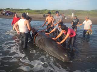 Regresan al mar a cría de ballena varada