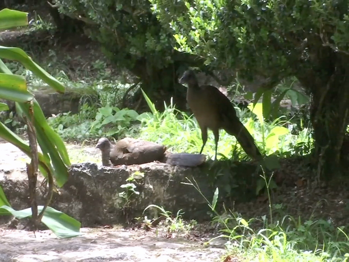 Reintroducen a las chachalacas al Parque Ecológico Macuiltépetl