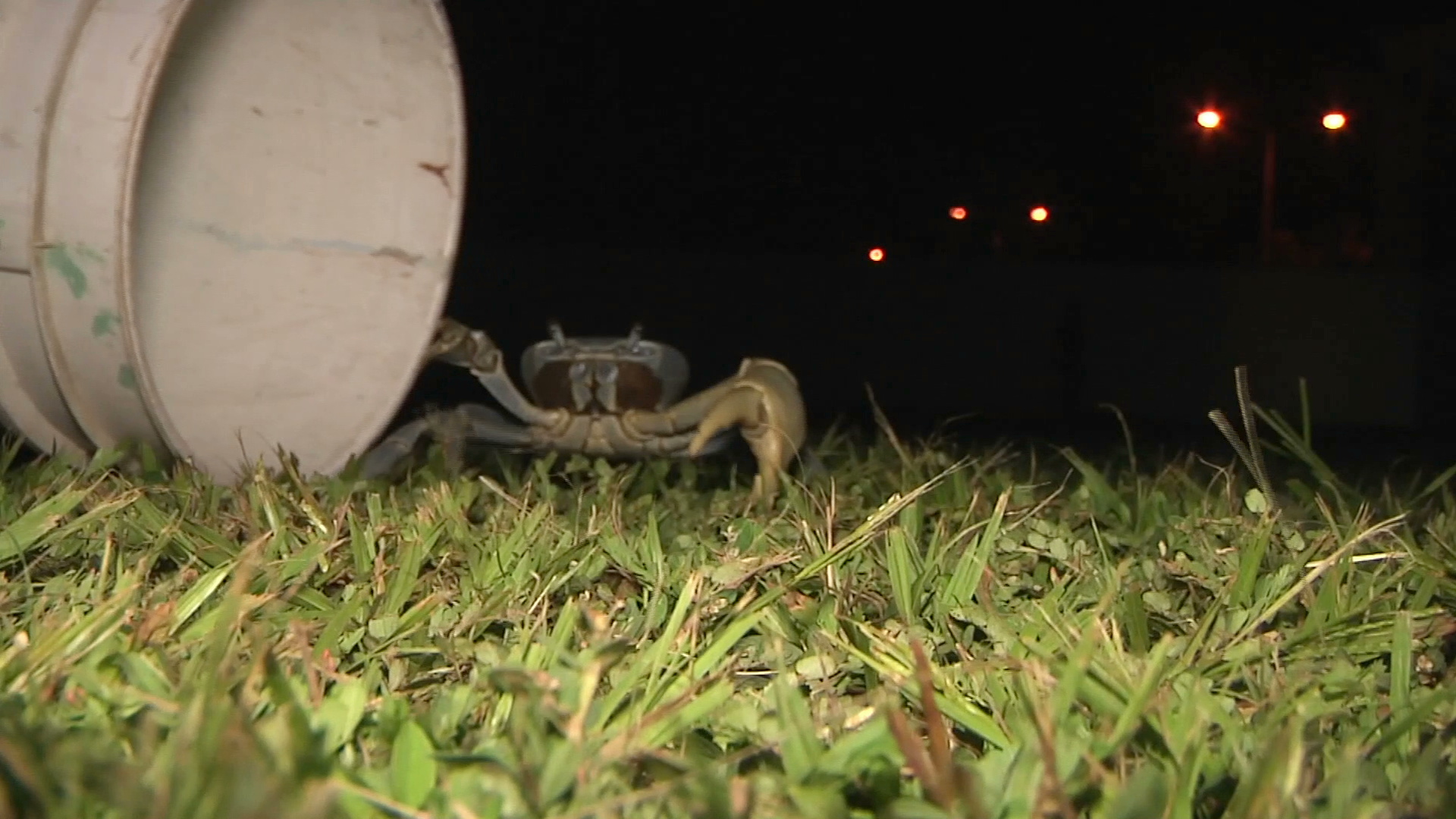 Voluntarios ayudan a regresar al mar al cangrejo azul en Antón Lizardo