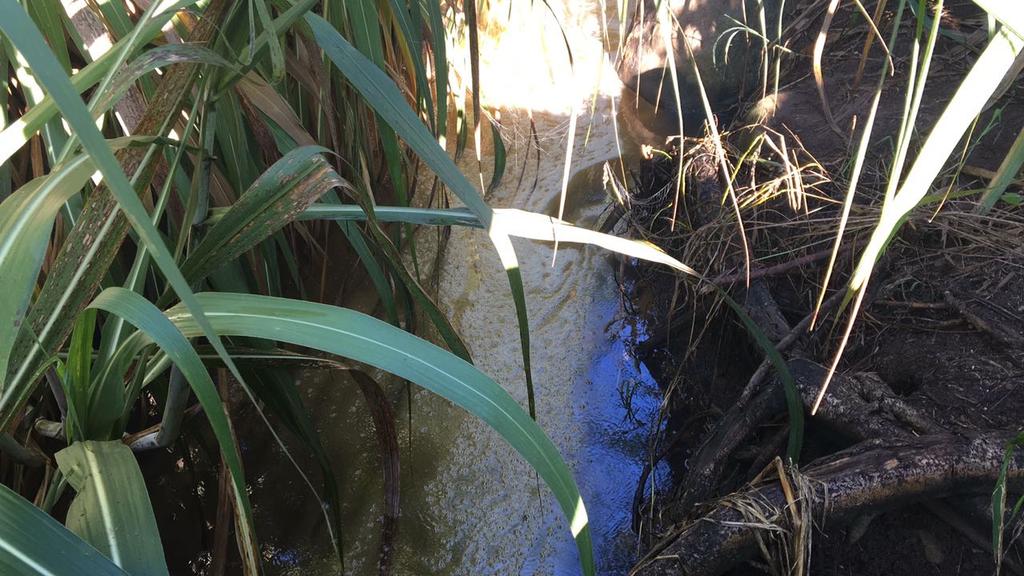 Derrame en oleoducto de Pemex afecta área verde cerca de la autopista Puebla-Córdoba