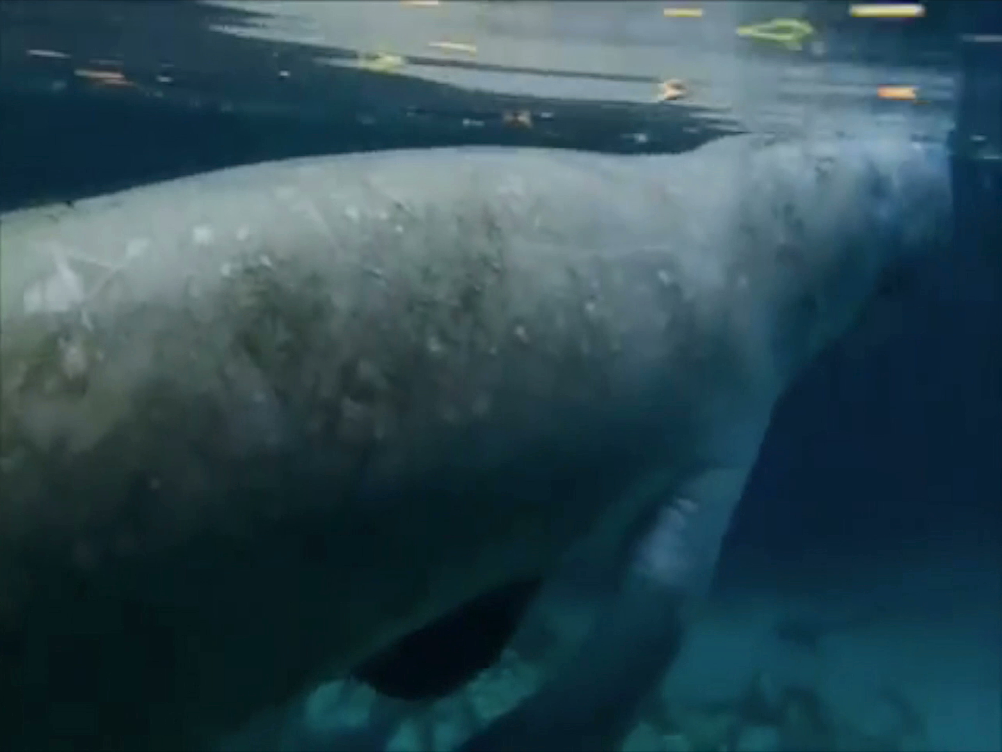 Proyectan desarrollar una reserva para la preservación del manatí en Cosoleacaque