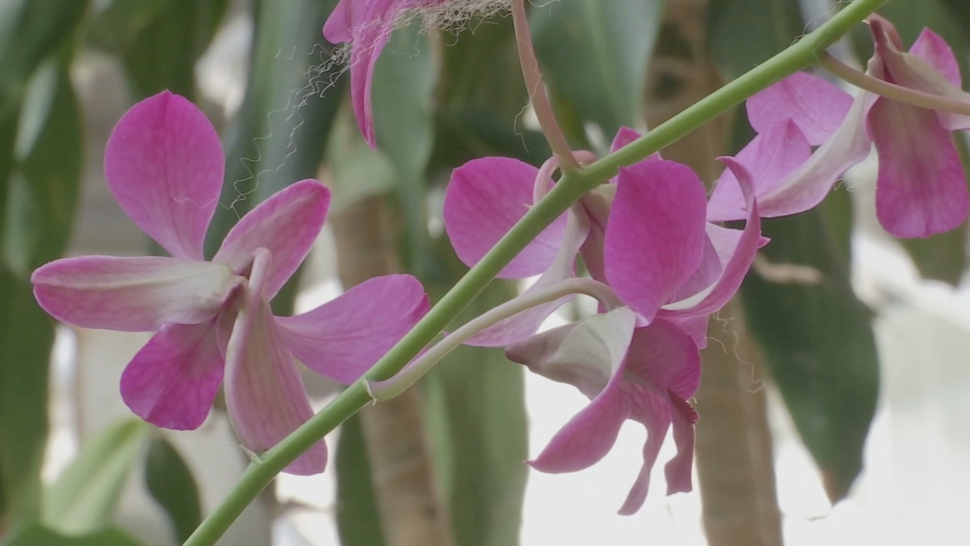 Inicia el festival “Orquídeas de San Jerónimo”