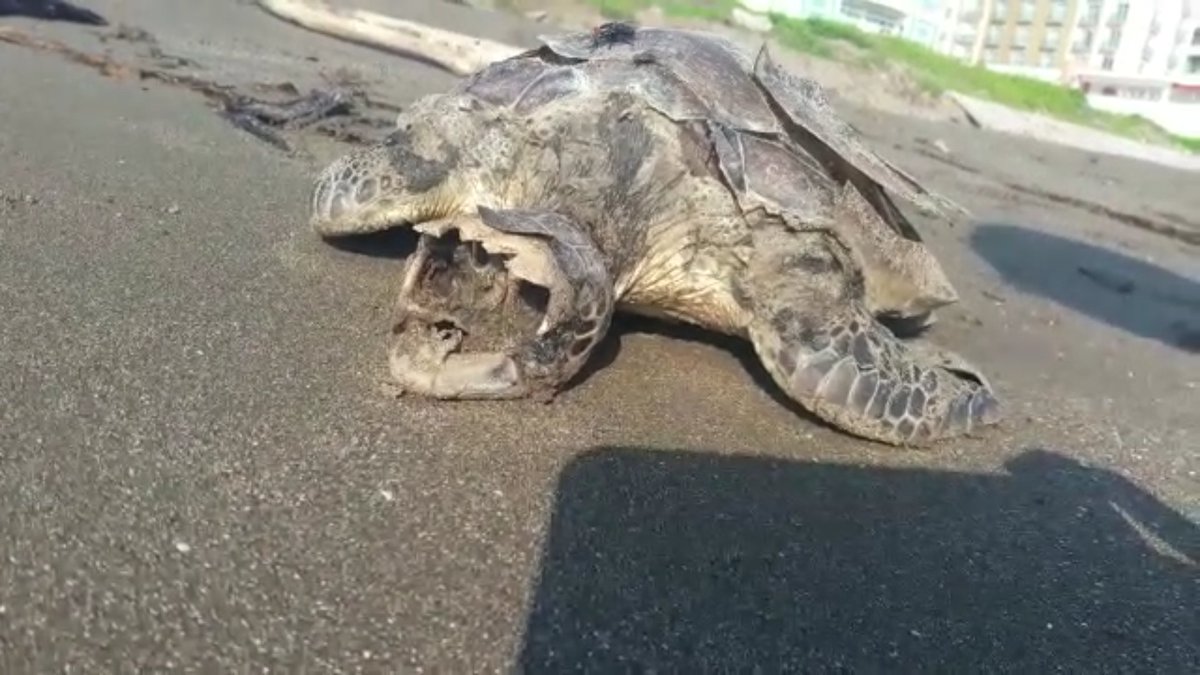Aparece otra tortuga muerta en playas de Boca del Río