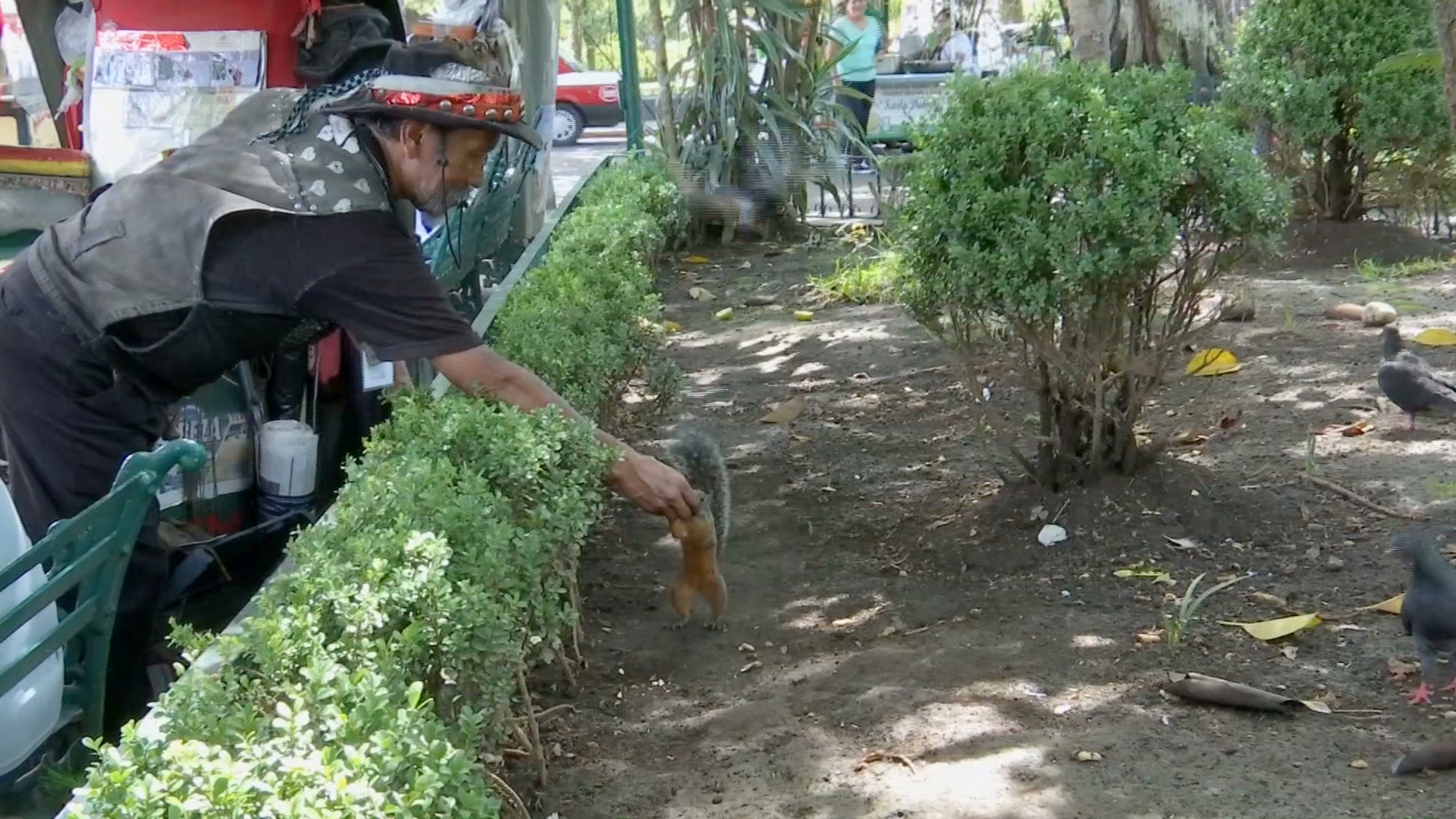 Asunción, un bolero que alimenta a las ardillas en el parque de Coatepec