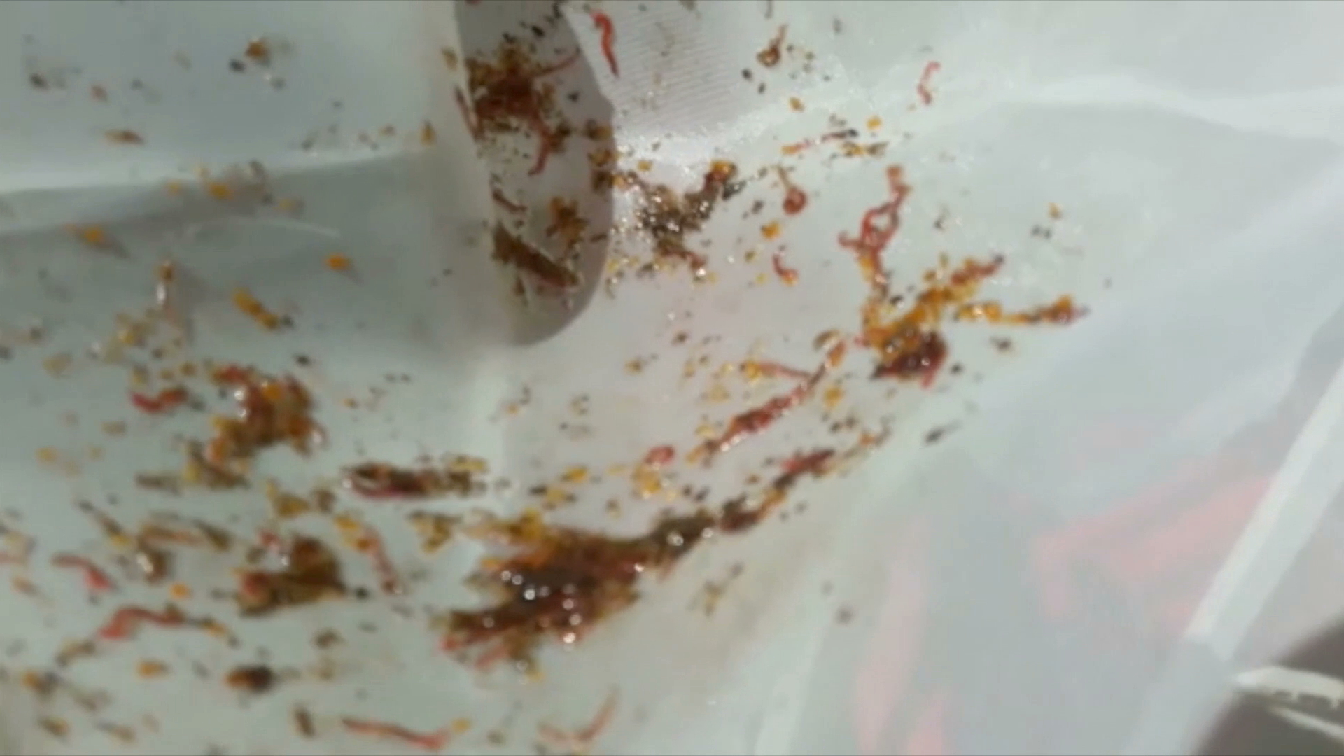 Larvas, gusanos y lodo en las tuberías de agua de la colonia Astilleros