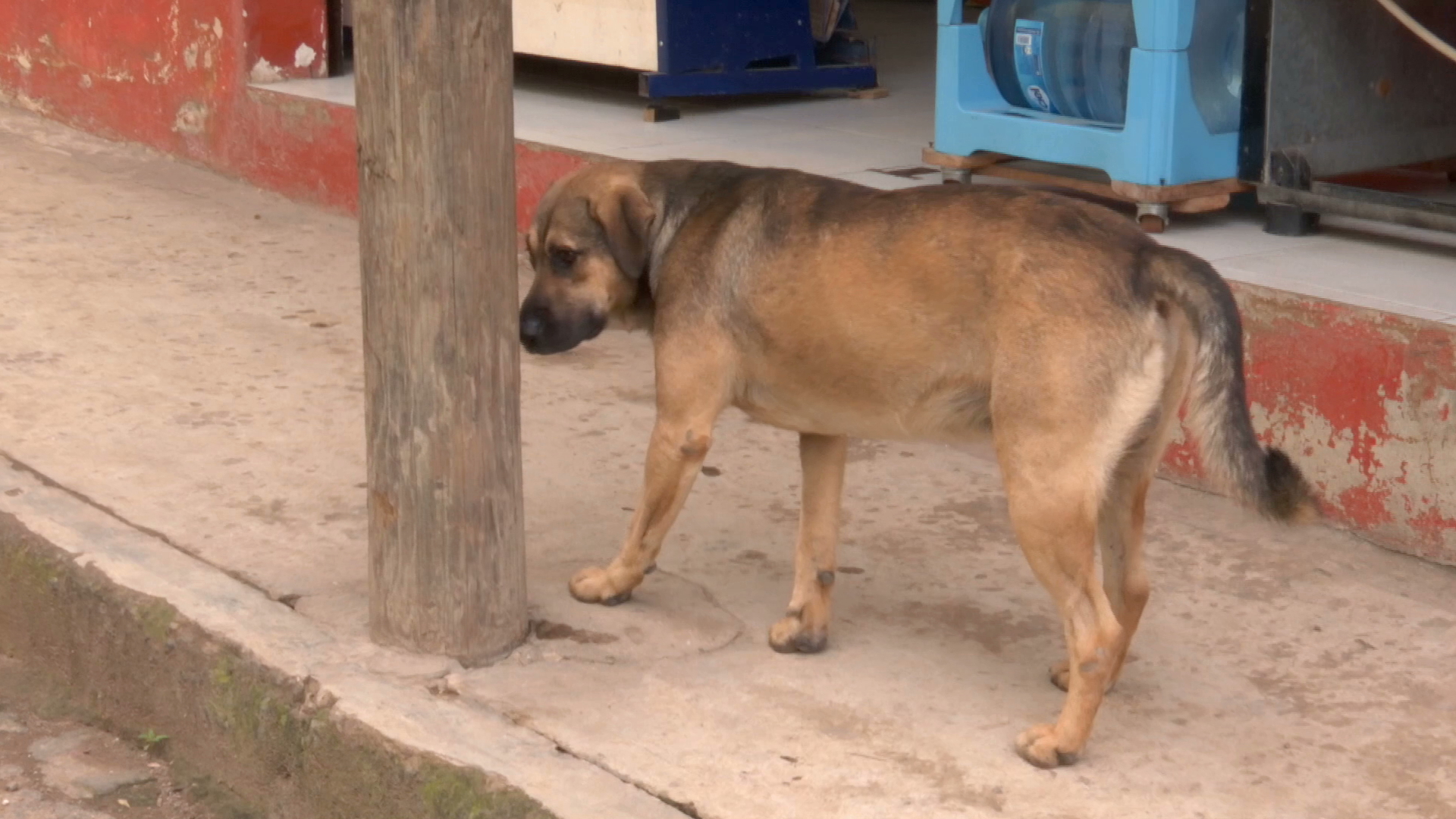 Incrementa 50% abandono de mascotas en zona conurbada Veracruz-Boca del Río