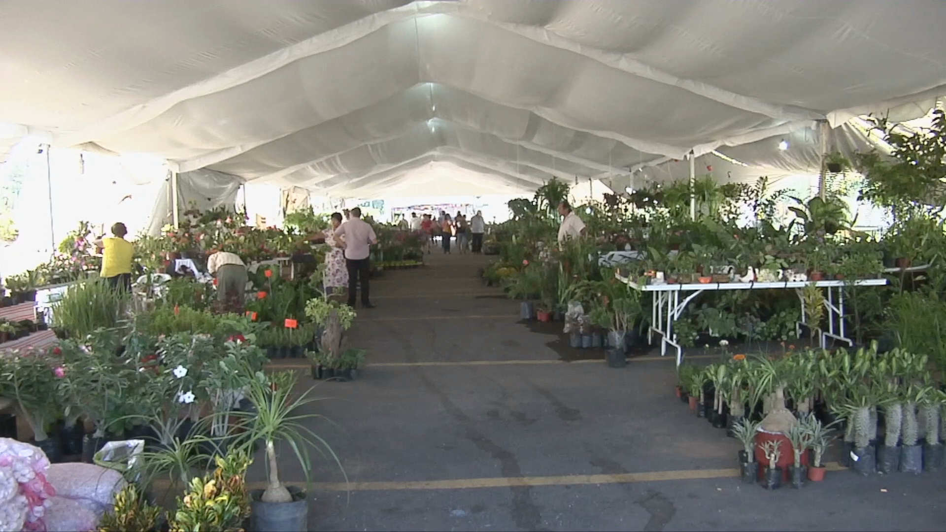 Floristas de Veracruz participan en la Expo Feria Tradiciones Vivas