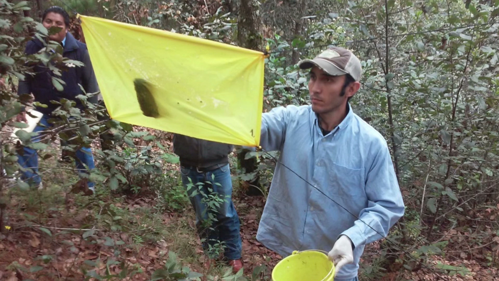 Conafor combate plagas forestales en la región del Cofre de Perote, Orizaba y Zongolica