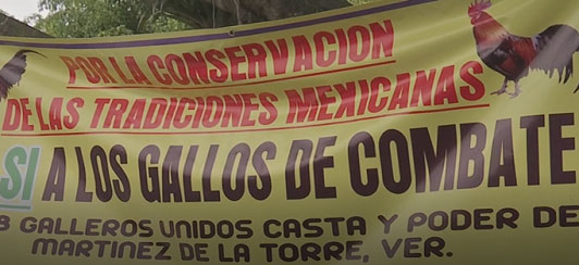 Con un “no” rotundo a la Ley de Protección Animal, se manifestaron la mañana de este martes galleros de Veracruz frente a las instalaciones del Congreso del Estado