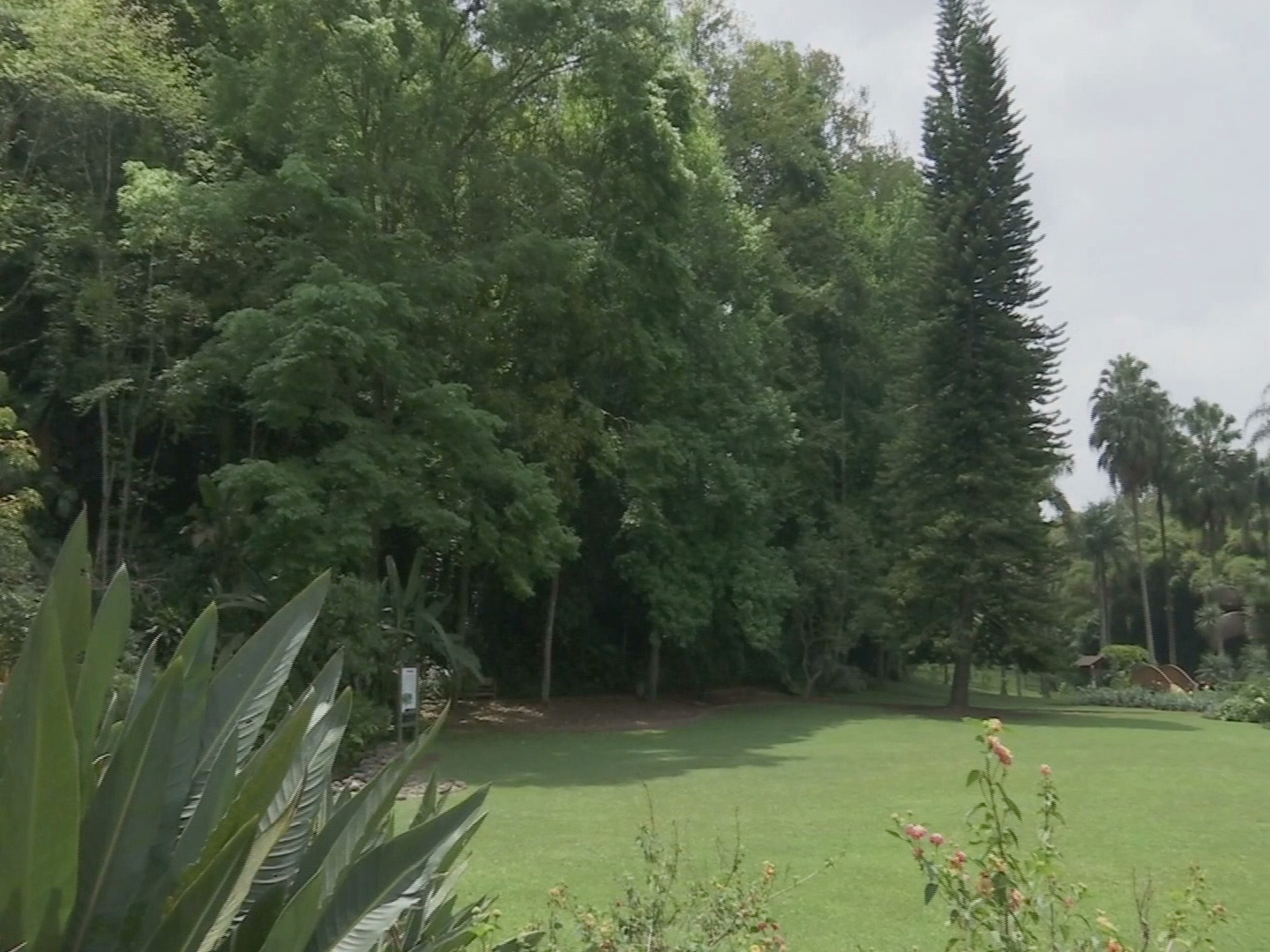 Con recorridos interpretativos celebrarán posadas en el Jardín Botánico Francisco Javier Clavijero