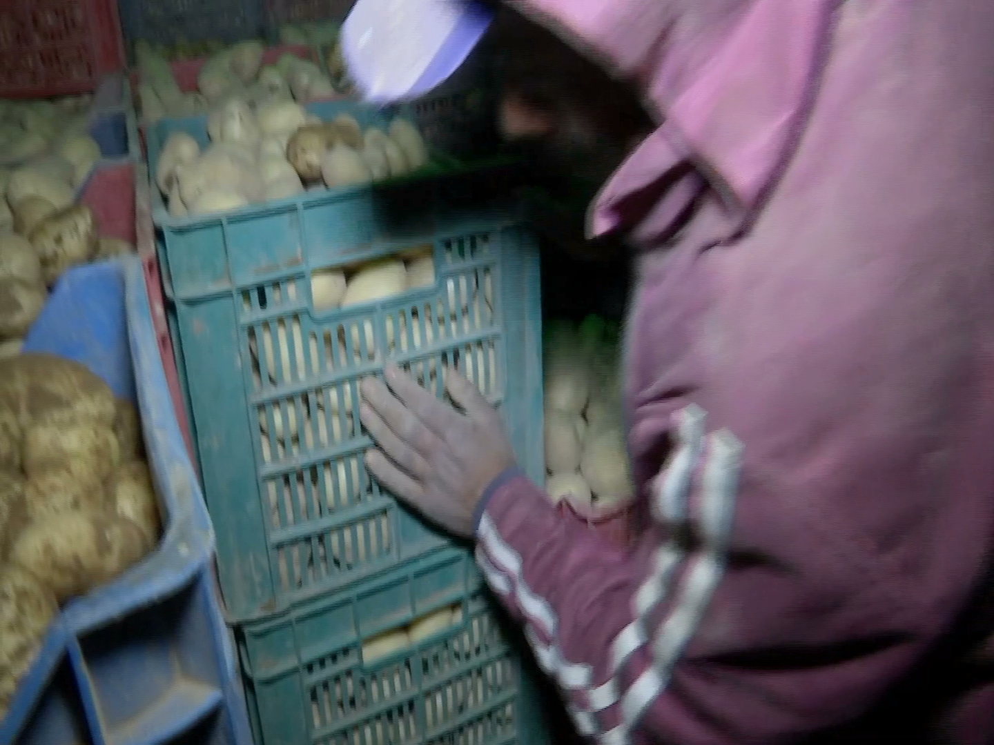 Con largas jornadas sobreviven productores de papa en el Valle de Perote