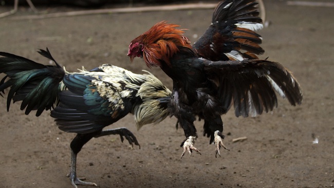 Ayuntamiento de Huatusco continúa con las peleas de gallos