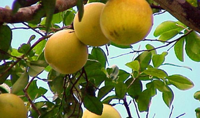 Esperan criticultores que 2017 sea mejor que el año que termina