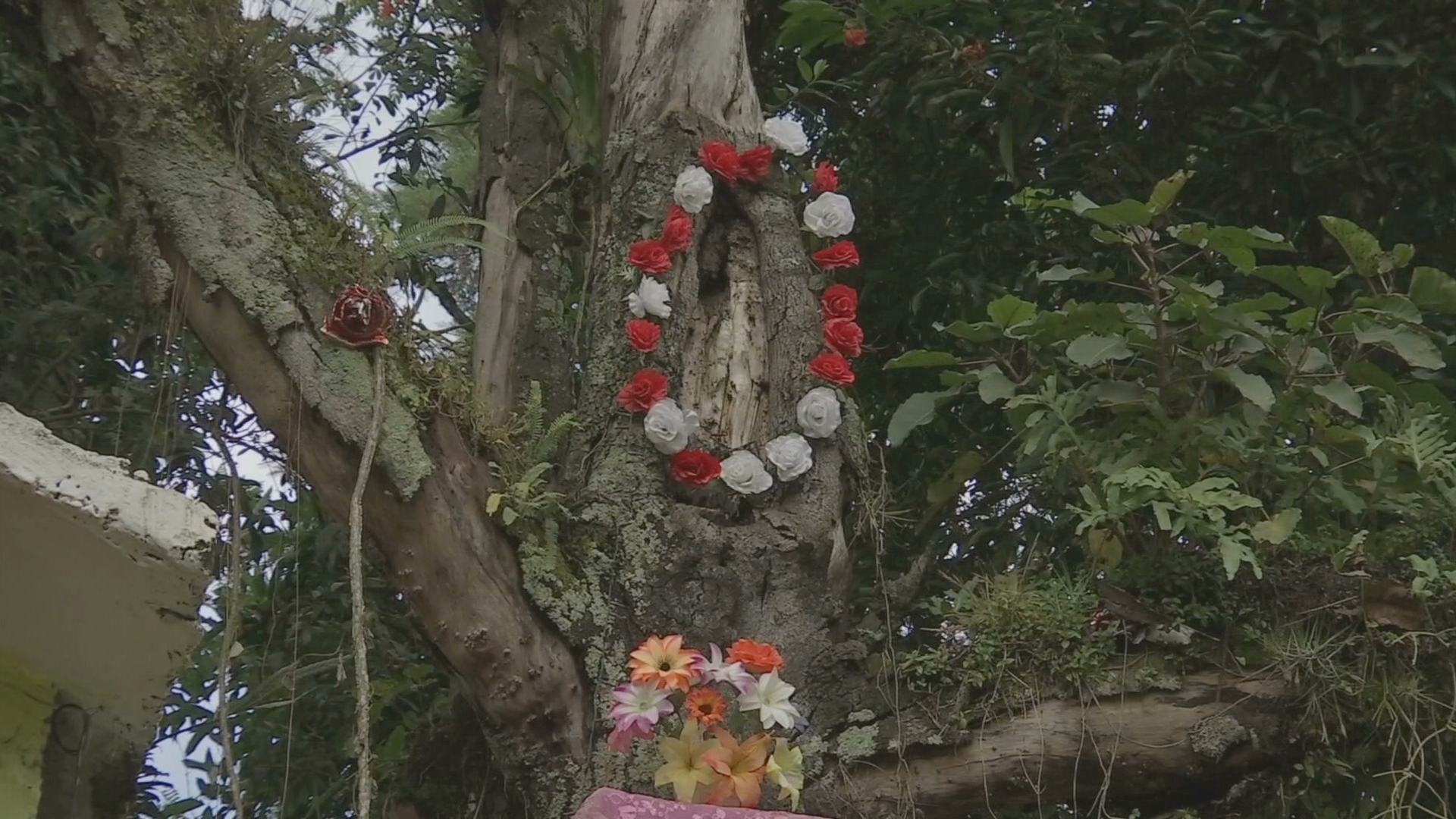 Supuesta aparición guadalupana en un árbol desborda fe en Coatepec