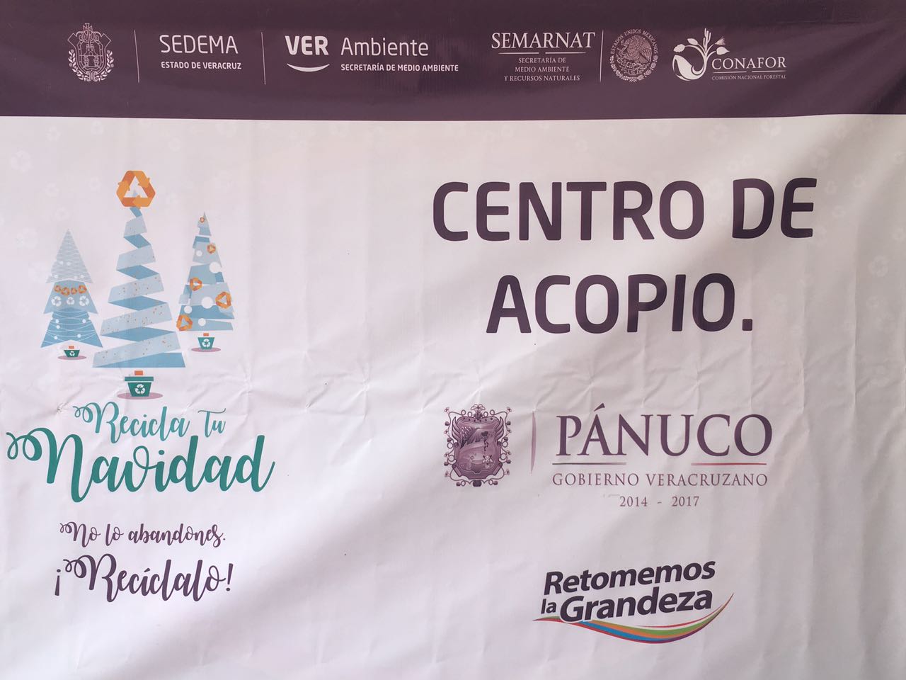 Abren centro de acopio de árboles de Navidad en Pánuco