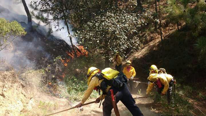 ITSZ y UV capacitarán a técnicos forestales en área de sanidad forestal