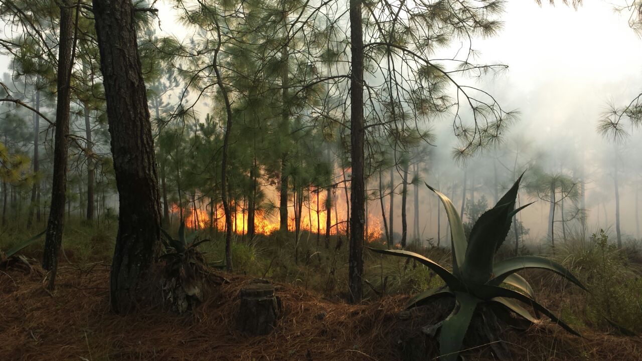 Atiende Conafor tres incendios forestales, este viernes