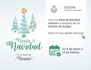 Acopiarán 50 mil arbolitos en campaña Recicla tu Navidad