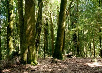 En trabajos de reforestación y cuidados de bosques deben contribuir todos: Biólogo