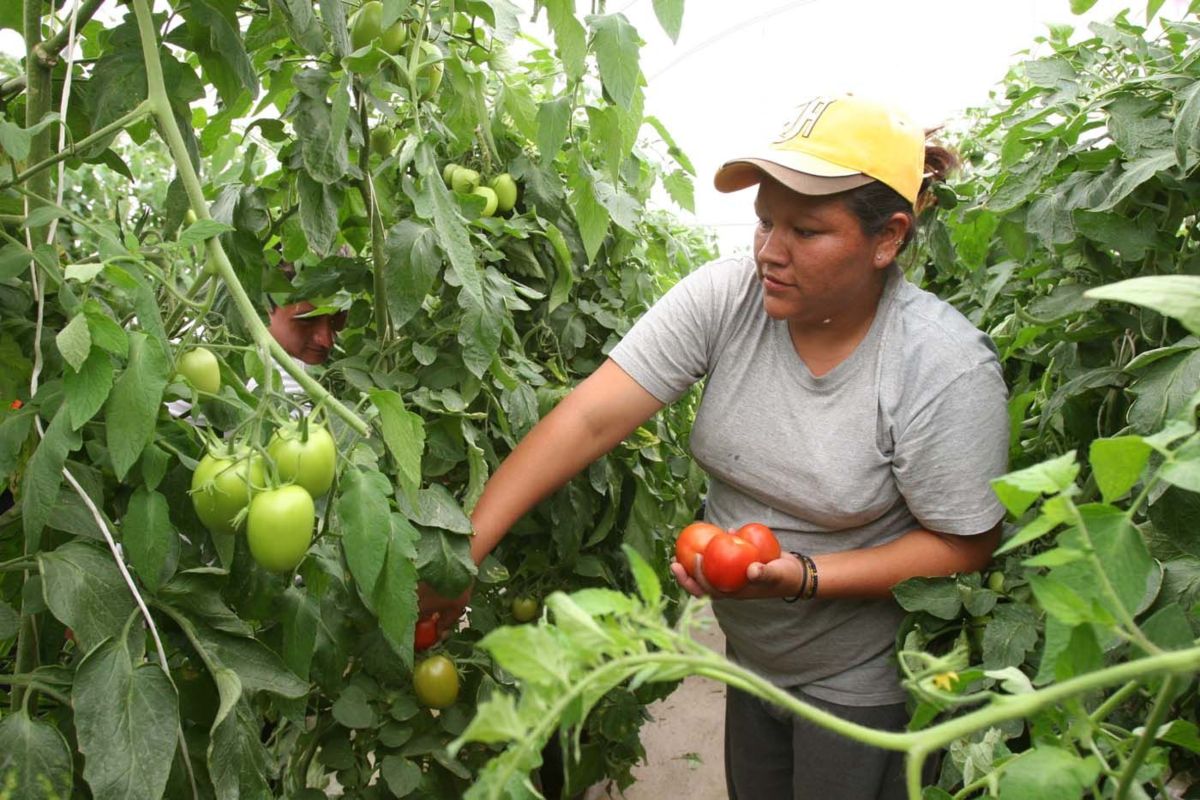 Candidatos a la presidencia de la República sin plantear propuestas políticas para el campo