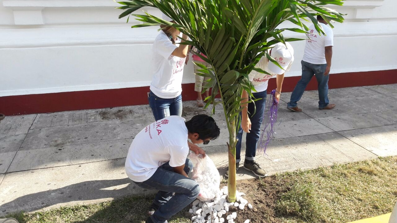 Siembran 30 palmeras kerpis, sobre avenida Xicoténcatl del puerto