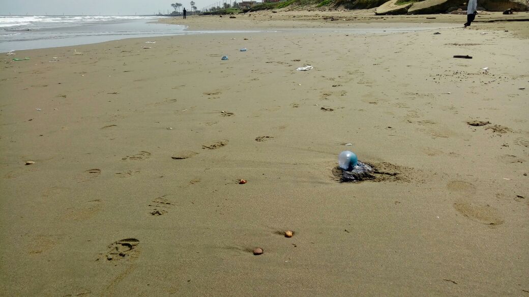 Llegan medusas portuguesas a playa de Coatzacoalcos