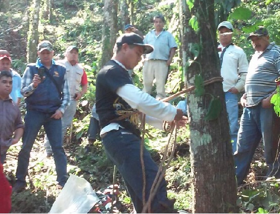 Mejoran programas de reforestación con capacitación a productores de semillas