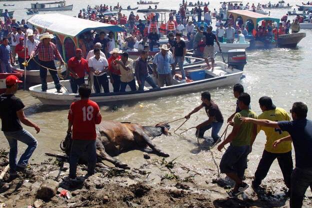 Reprueba PVEM tradiciones que impliquen maltrato animal como embalse y suelta de toros en Tlacotalpan