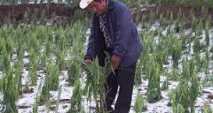 El 13 de febrero se cierra ventanilla para recibir solicitudes de apoyo de Pronafor