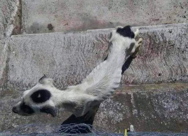 Rescata Fiscalía Especializada a dos caninos famélicos, en Catemaco