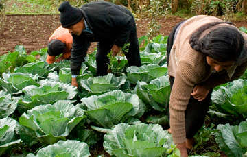 Piden campesinos que no se recorte más el presupuesto al campo