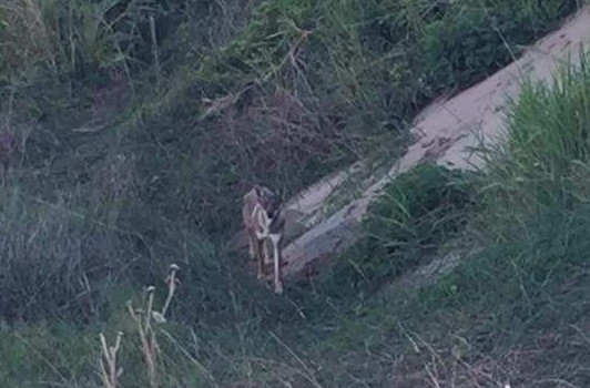 A través de redes sociales buscan apoyo para proteger a coyotes en Coatzacoalcos