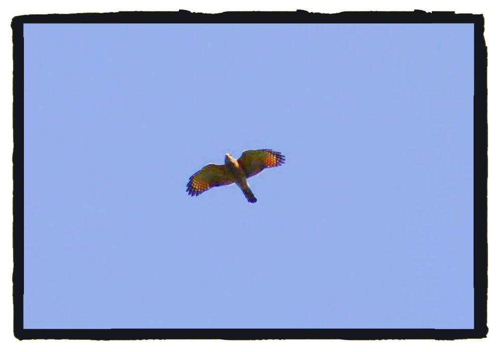 Cerro de la Galaxia de Xalapa, alberga más de 50 tipos de aves