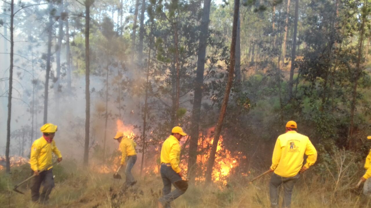 Quemas agrícolas no controladas generan 33% de incendios forestales: Conafor